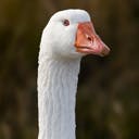 sillygoose